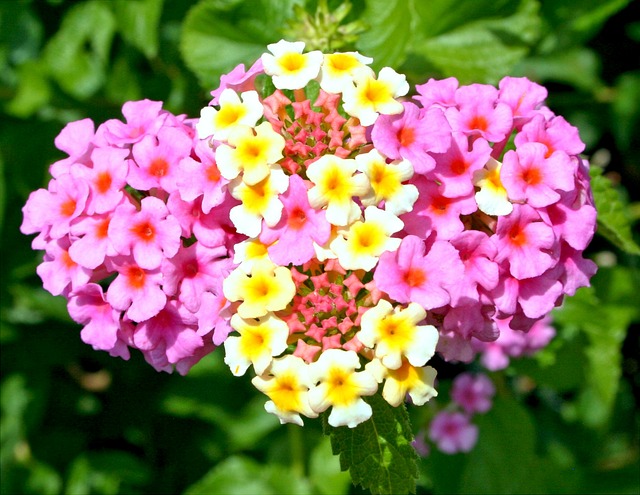 květy lantana.jpg